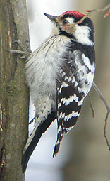 Lesser Spotted Woodpecker © John Muddeman