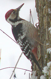 White-backed Woodpecker © John Muddeman