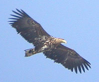 White-tailed Eagle © John Muddeman