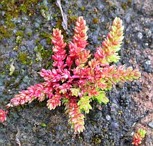 Mossy Stonecrop - Crassula tillaea © Teresa Farino