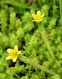 Hyoseris scabra © Teresa Farino