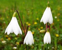 Three-leaved Snowflake - Leucojum trichophyllum © Teresa Farino