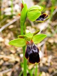 Dull Ophrys - O. fusca ssp. bilunulata © Teresa Farino