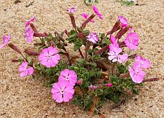 Silene littorea © Teresa Farino