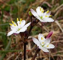 Kerry Lily - Simethis planifolia © Teresa Farino