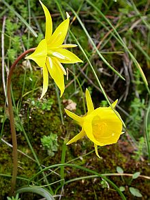 Tulipa sylvestris ssp. australis and Narcissus bulbocodium ssp. obesus © Teresa Farino