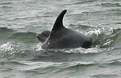 Bottle-nosed Dolphins - Tursiops truncatus © Teresa Farino