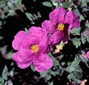 Cistus crispus © Teresa Farino