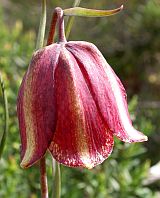 Fritillaria lusitanica © Teresa Farino