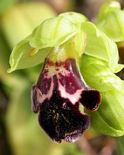 Ophrys fusca ssp. dyris © Teresa Farino