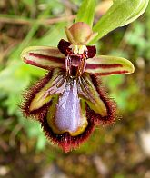 Mirror Ophrys - Ophrys speculum © Teresa Farino