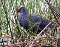 Purple Gallinule © John Muddeman