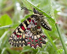 Spanish Festoon © Teresa Farino