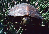 Spanish Terrapin © Teresa Farino