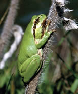Stripeless Tree Frog © Teresa Farino