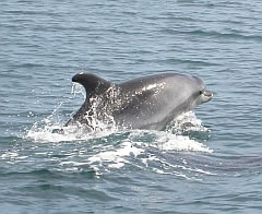 Bottle-nosed Dolphin © John Muddeman