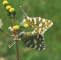 Western Dappled whites © Teresa Farino