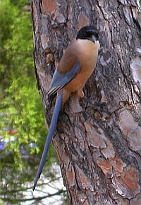 Iberian Azure-winged Magpie - Cyanopica cooki &copy; Teresa Farino