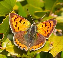 Small Copper - Lycaena phlaeas &copy; Teresa Farino