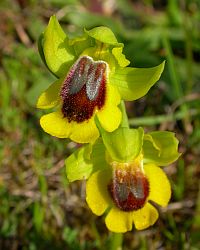 Yellow Ophrys - Ophrys lutea &copy; Teresa Farino