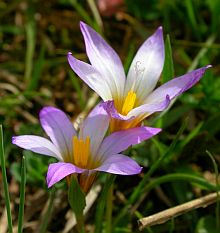 Romulea bulbocodium &copy; Teresa Farino