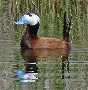 White-headed Duck - Oxyura leucocephala © John Muddeman