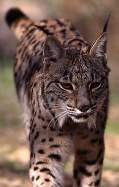 Iberian lynx - Lynx pardinus © F. J. Garcia