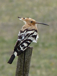 Eurasian Hoopoe - Upupa epops © John Muddeman