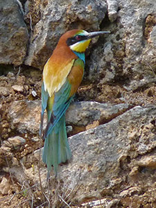 European Bee-eater - Merops apiaster © John Muddeman