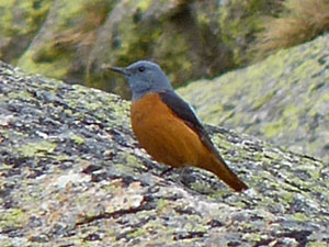 Rufous-tailed Rock Thrush - Monticola saxatilis © John Muddeman