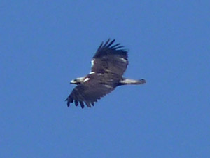 Spanish Imperial Eagle - Aquila adalberti © John Muddeman