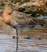 Birds and birdwtatching in Spain - Black-tailed Godwit © John Muddeman