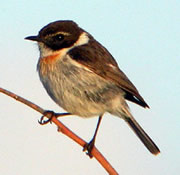 Birds and birdwtatching in Spain - Canary Islands Stonechat male © John Muddeman