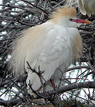 Birds and birdwtatching in Spain - Cattle Egret © John Muddeman