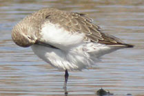 Birds and birdwtatching in Spain - Curlew Sandpiper © John Muddeman