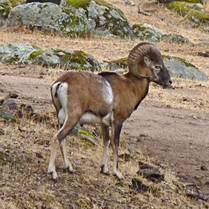 Mouflon male - Ovis orientalis © John Muddeman