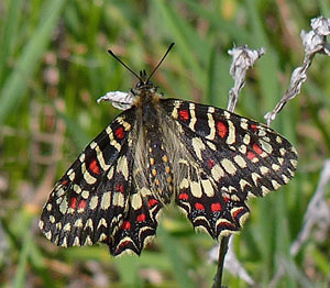 Spanish Festoon - Zerynthia rumina © John Muddeman