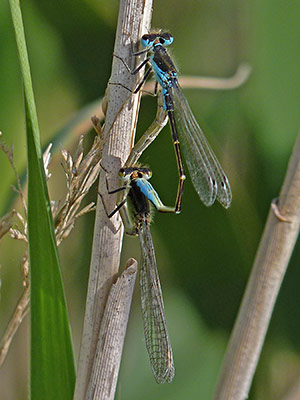 Iberian Bluetail - Ischnura graellsii © John Muddeman