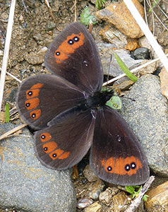 Piedmont Ringlet - Erebia meolans © John Muddeman