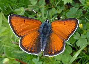 Purple-edged Copper - Lycaena hippothoe © John Muddeman