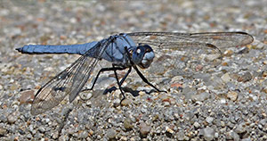 Southern Skimmer - Orthetrum brunneum © John Muddeman