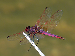 Violet Dropwing - Trithemis annulata © John Muddeman