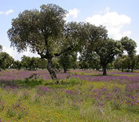 Birds and birdwtatching in Spain - Dehesa habitat, Extremadura © John Muddeman