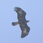 Birds and birdwtatching in Spain - Golden Eagle © John Muddeman