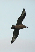 Birds and birdwtatching in Spain - Great Skua © John Muddeman