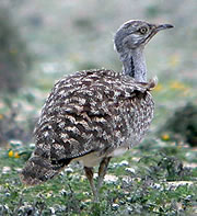 Birds and birdwtatching in Spain - Houbara male © John Muddeman