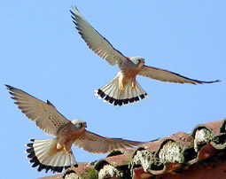 Birds and birdwtatching in Spain - Lesser Kestrel © John Muddeman