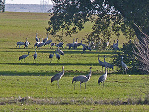 Common Cranes - Grus grus © John Muddeman