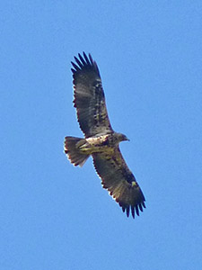 Spanish Imperial Eagle - Aquila adalberti © John Muddeman