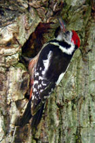 Middle Spotted Woodpecker - Picos de Europa &copy; John Muddeman